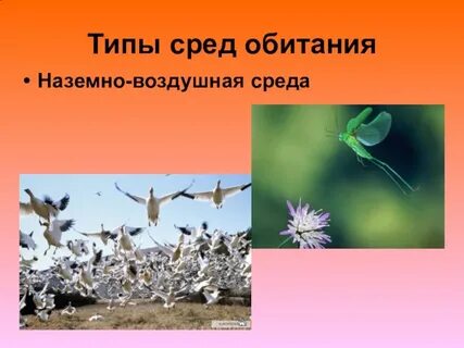 Среда обитания синицы наземно воздушная