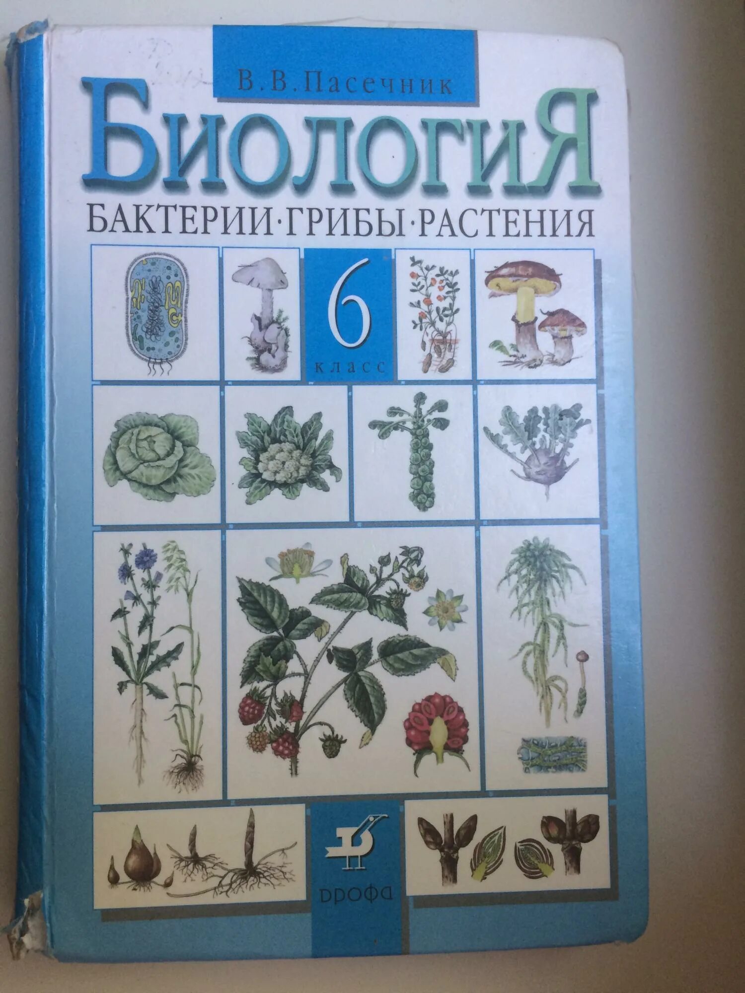 Учебник биологии 6 класс пасечник дрофа. Пасечник в. в. биология. 6 Класс // Дрофа.. Биология Пасечник Дрофа 8 класс. Пасечник в. в. биология. Бактерии. Грибы. Биология. 6 Класс. Учебник.