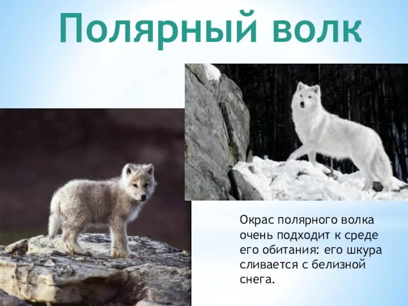 Описание волка для 2 класса. Волк севера геншин. Полярный волк описание. Северные волки текст. Полярный волк информация для детей.
