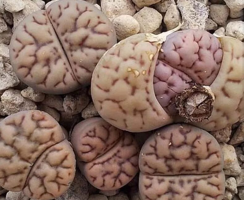 Литопсы. Lithops bromfieldii mennellii. Lithops bromfieldii. Lithops bromfieldii v. mennellii c 283.