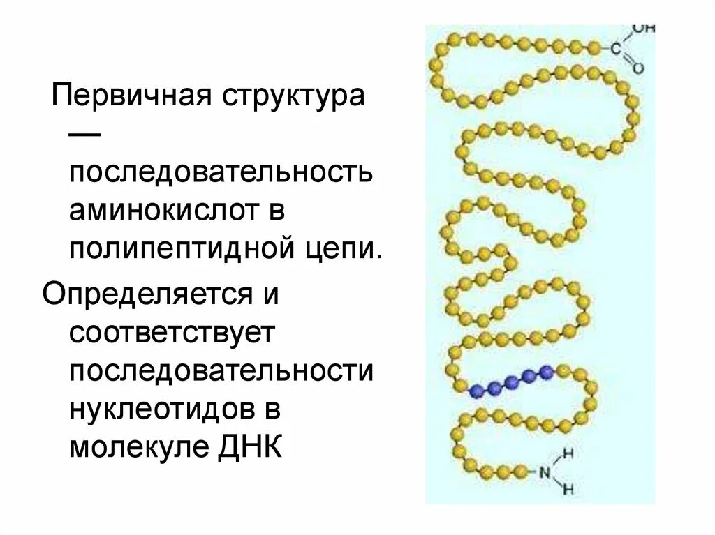 Вторичную структуру белка определяют. Белок первичная структура. Состав первичной структуры белка. Первичная структура белка структура. 5. Первичная структура белка.