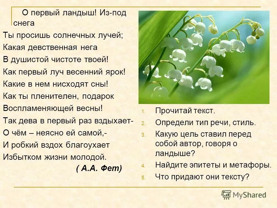 Солнце теплое душистого ландыша. Первый Ландыш Фет. Фет Ландыш стих. Стихотворение Фета первый Ландыш. Стихотворение о первый Ландыш из под снега.