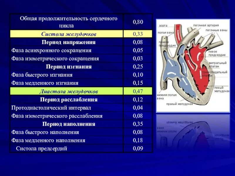 Сердечный цикл фазы сокращения желудочков. Систола желудочков 2 фазы. длительность фазы систолы желудочков. фаза сердечного цикла систола желудочков. продолжительность сердечного цикла диастола желудочков.