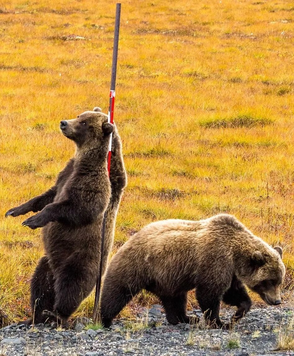 Медведь Гризли. Медведь Гризли в Канаде. Медведь Гризли фото. Медведь на задних лапах.
