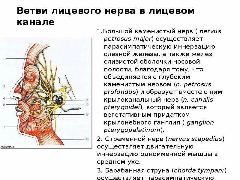 Двигательные ветви лицевого нерва иннервируют. Ветви лицевого нерва и иннервация. Шейная ветвь лицевого нерва иннервирует. Лицевой нерв большой Каменистый нерв. Слезная железа нерв