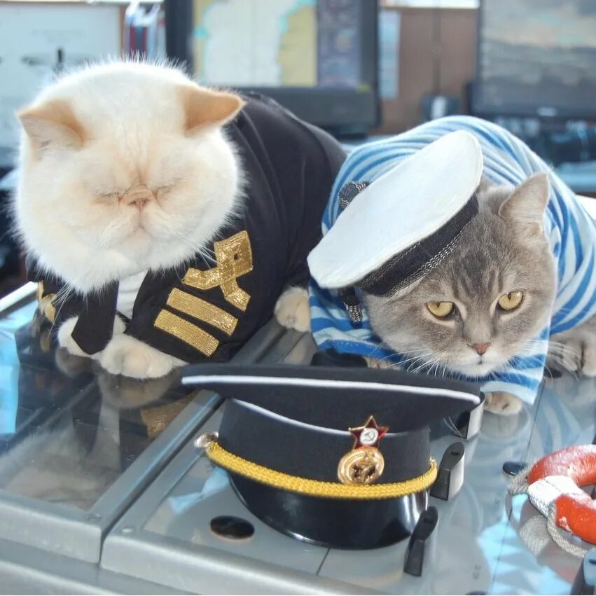 Кот матрос интернет. Коты моряки. кот моряк. кот матрос экзот. кот в костюме матроса.