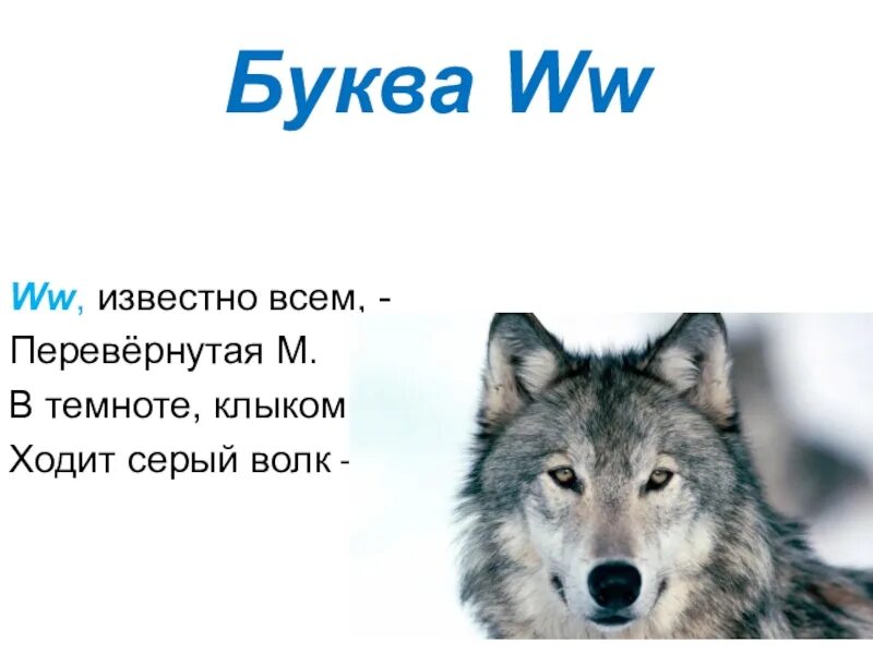 Буква в волк. Ww буква волк. Волк серый описание. Волк как буква у.