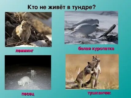 Численность куропаток и численность леммингов