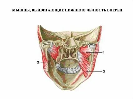 Мышцы челюсти