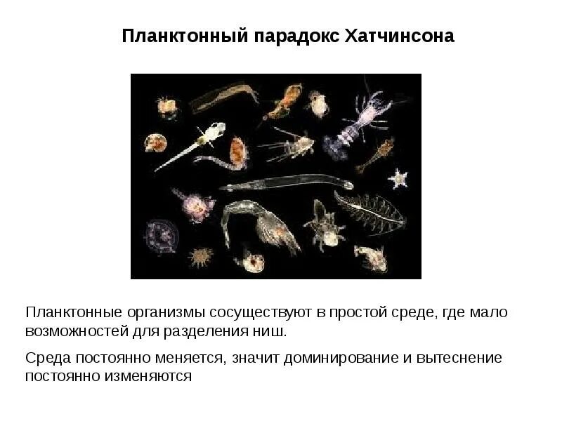 Планктон организмы. Планктонный парадокс Хатчинсона. Планктон классификация. Парадокс планктона. Планктон это организмы