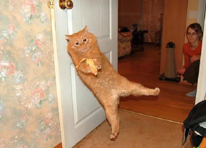 Pin on Cutest Cats And Kittens ❤