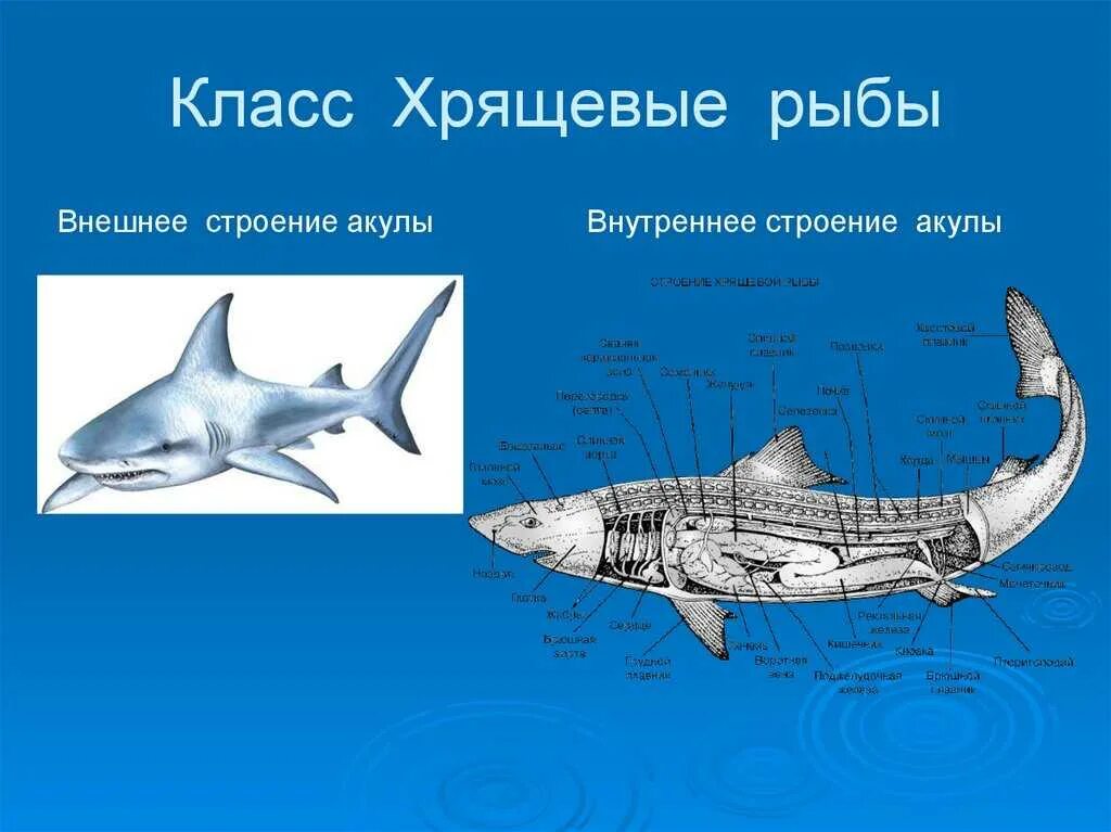 Внутреннее строение хрящевых. Хрящевые рыбы внешнее строение и внутреннее строение. Рыбы биология хрящевые строение. Хрящевые рыбы акулы представители. Внешнее строение хрящевых рыб.