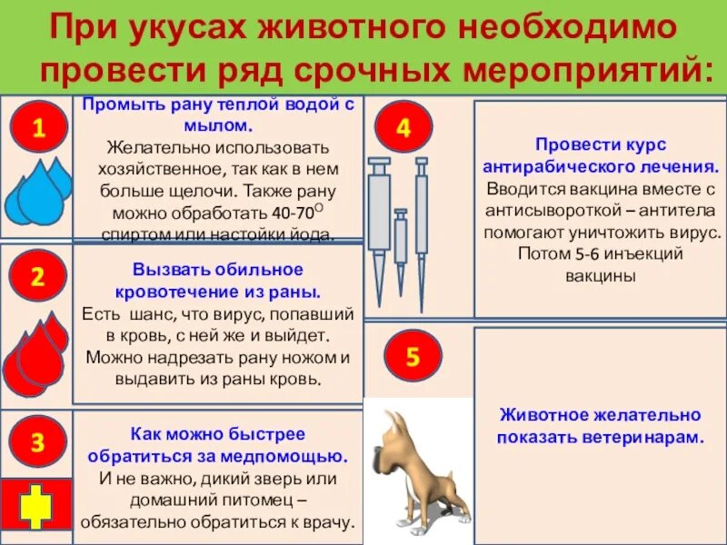 Оказание медицинской помощи животному. Первая помощь при укусе животного алгоритм. Оказание первой помощи при укусах животных. Первач помощь рри укусе животного. При оказании первой медицинской помощи при укусах животных нельзя.