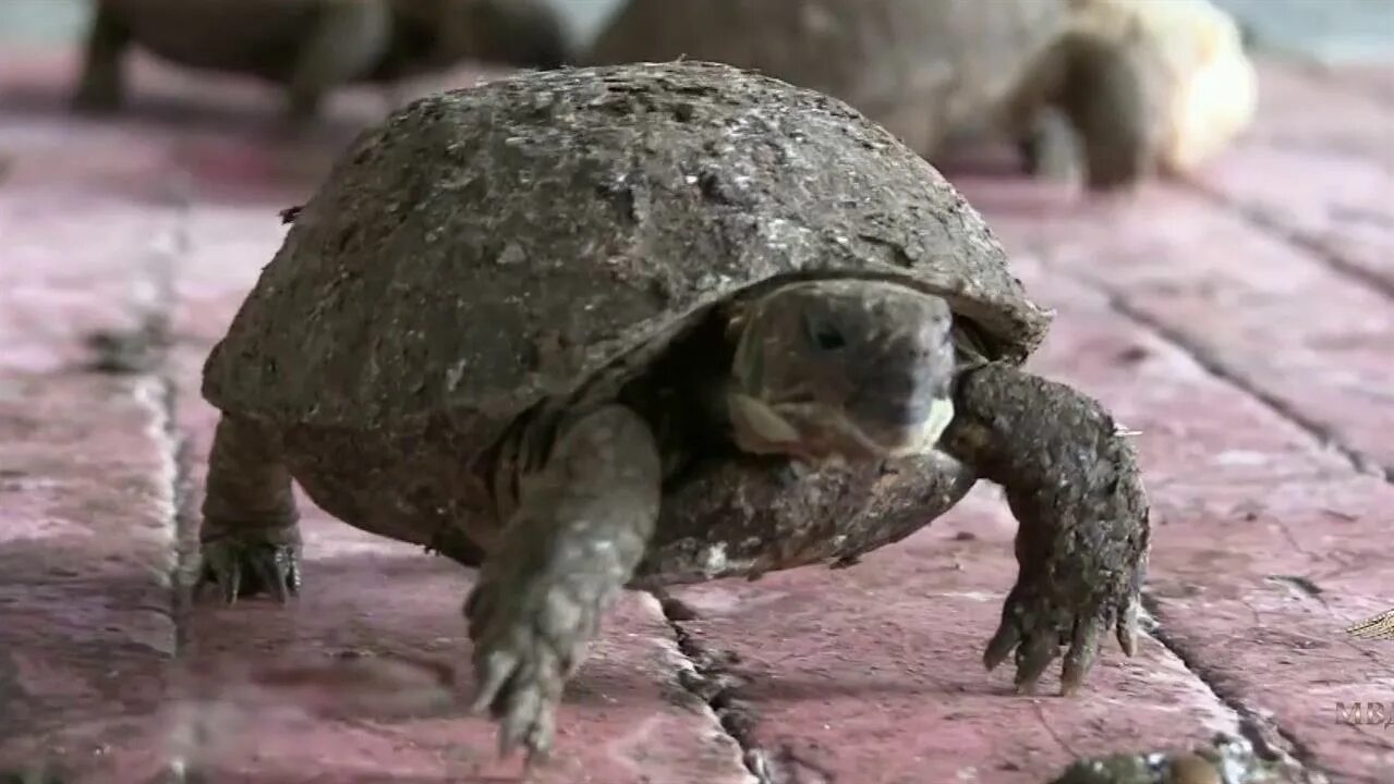 Выпустить черепаху. Выпустить черепаху. Черепаха смотрит. Кожистая морская черепаха. Дальневосточная черепаха следы.