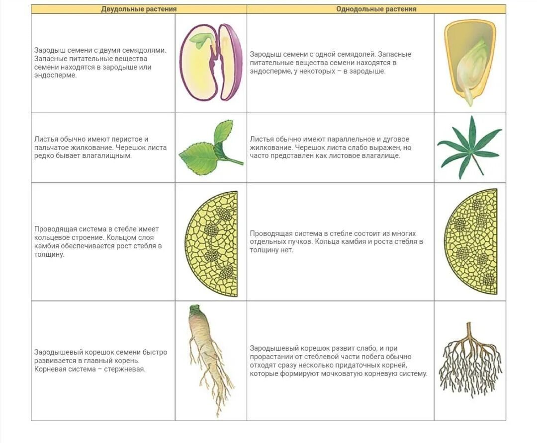 Признаки отличающие однодольные от двудольных. Однодольные и двудольные растения таблица. Схема сравнения однодольных и двудольных растений. Задания цветковые растения Однодольные и двудольные. Талица семейства растений двудольные Однодольные.
