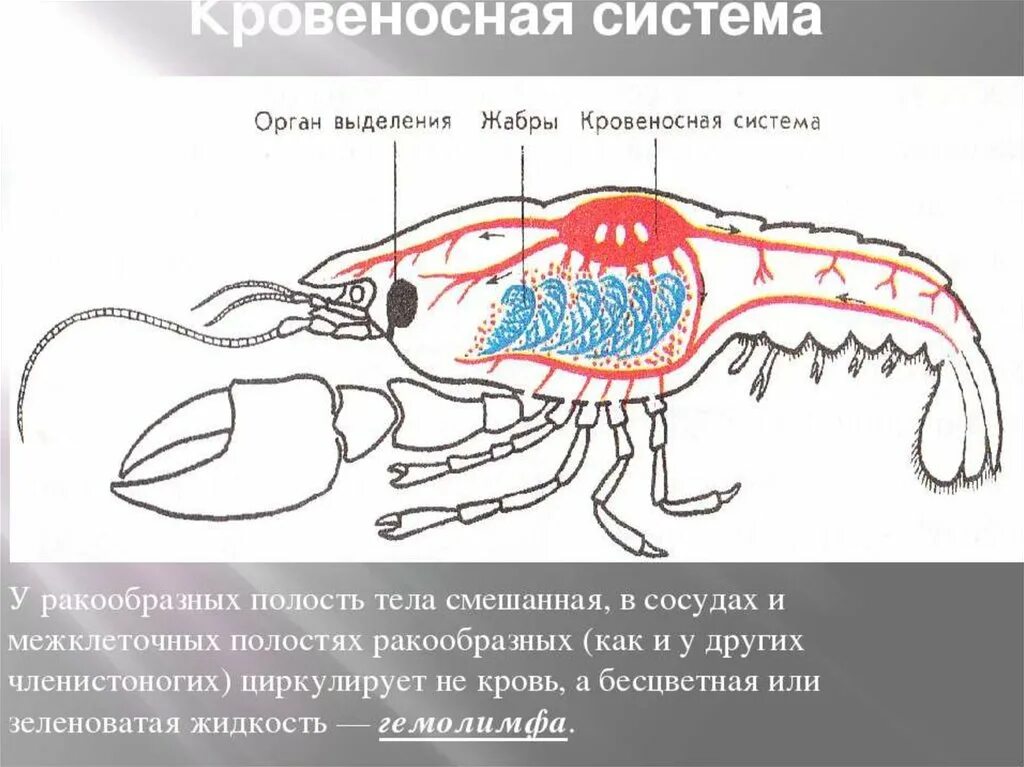 Речной рак дышит трахеями. Кровеносная система ракообразных 7 класс. Тип кровеносной системы у ракообразных. Кровеносная система членистоногих ракообразные. Выделительная система и кровеносная система ракообразных:.