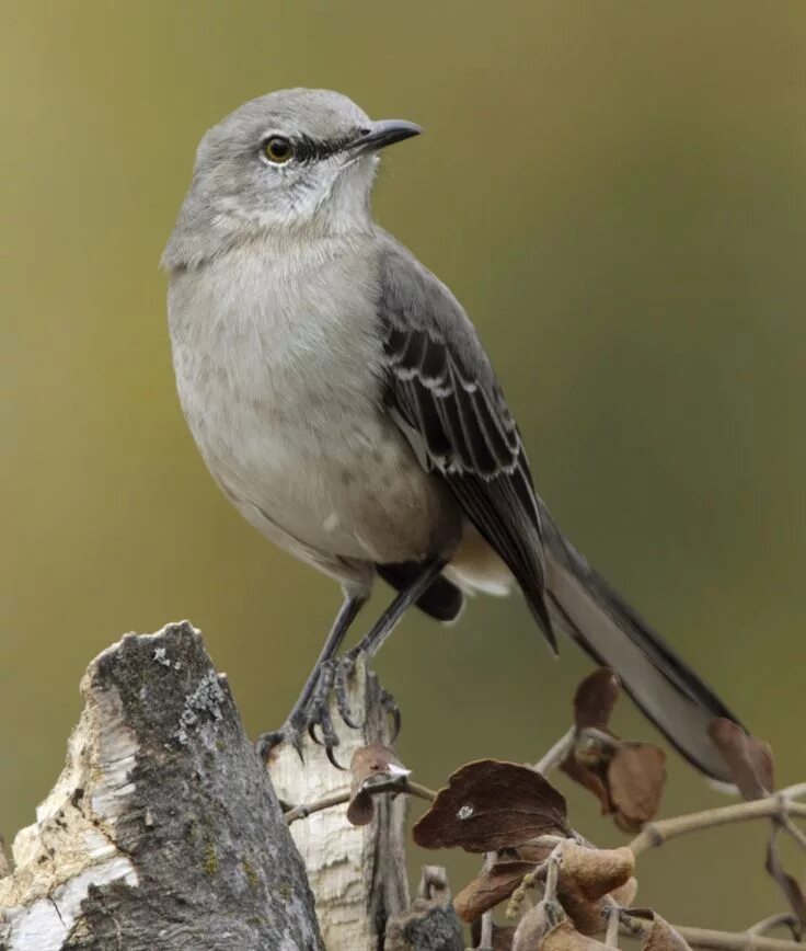 Mocking bird. Дрозд пересмешник. Пересмешник птичка птичка. Северный пересмешник. Певчие пересмешники.