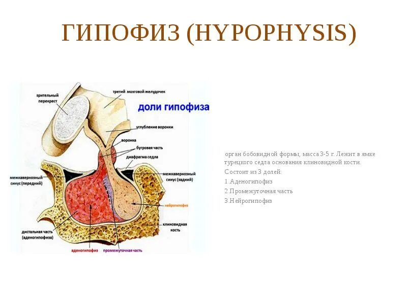 3 признака гипофиза. Строение передней доли гипофиза.