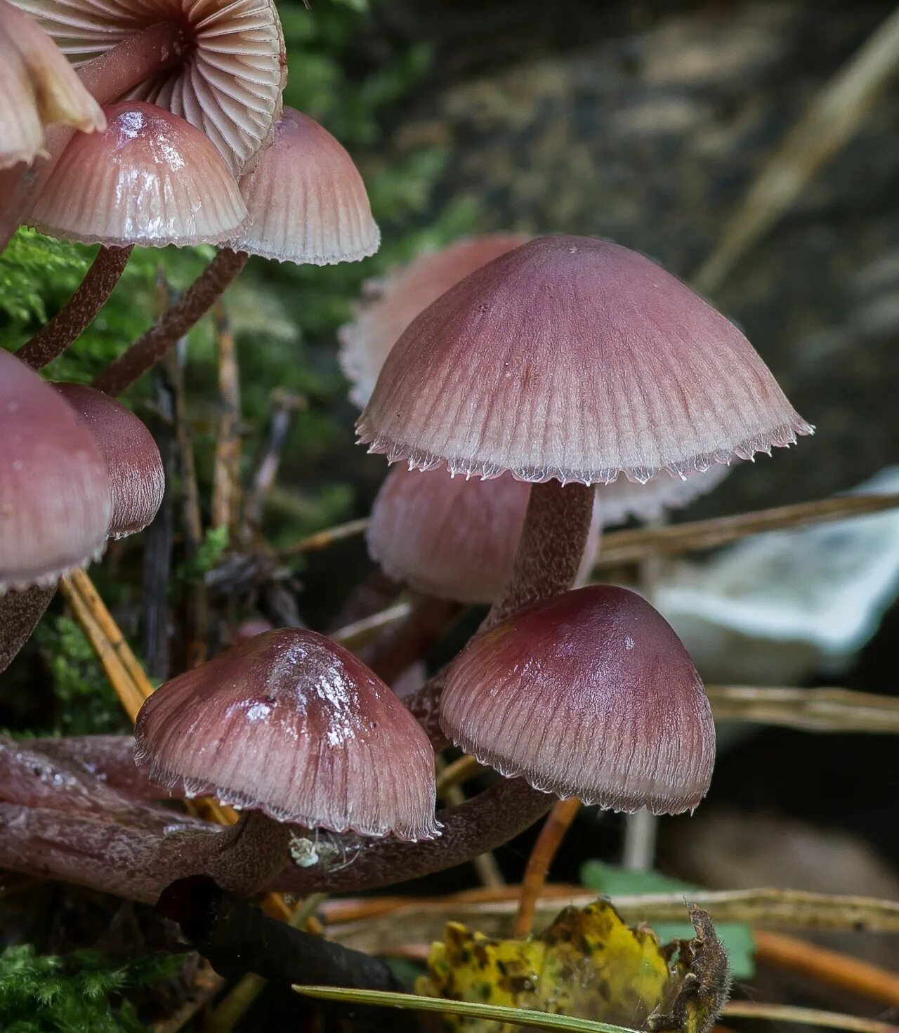 Мицена. Мицена кровяноножковая. мицена кровяноножковая mycena haematopus. мицена пурпурная (mycena adonis).. мицена mycena cyanorrhiza.