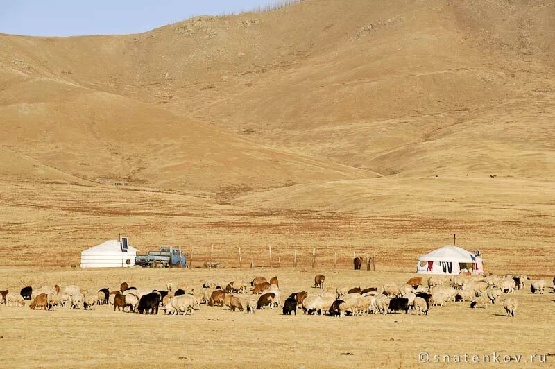 Скотоводческое хозяйство в бурятии. Кочевое животноводство в монголии. Сельское хозяйство монголии растениеводство. Скотоводство в монголии. Кочевое скотоводство монголии.