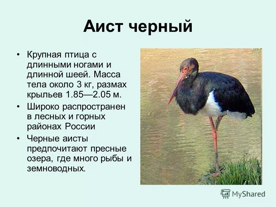 Презентация птицы красной книги россии