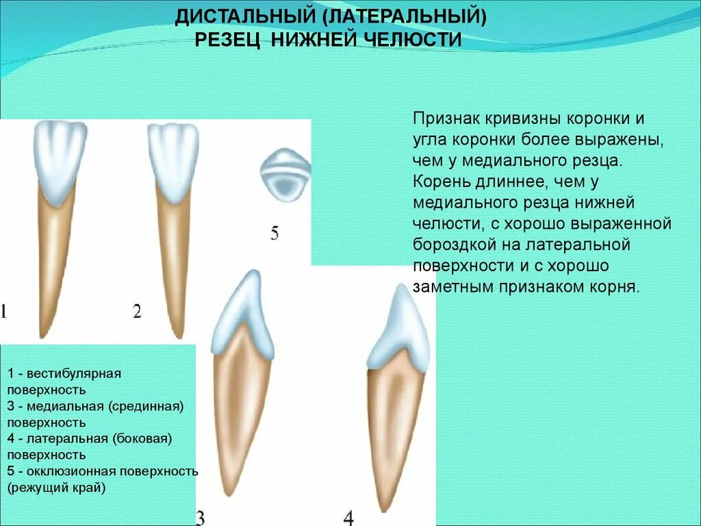 Признаки стороны зуба. Дистальный резец нижней челюсти. Латеральныйрезец нижней челюстиъ. Латеральный резец нижней челюсти анатомия. Центральный резец верхней челюсти Бугры.