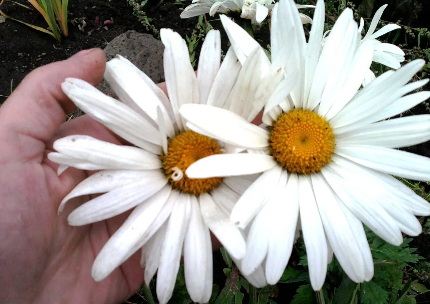 леукантемум аляска рассада. нивяник выращивание. леукантемум нивяник. нивяник фиона гогхилл. нивяник поповник.