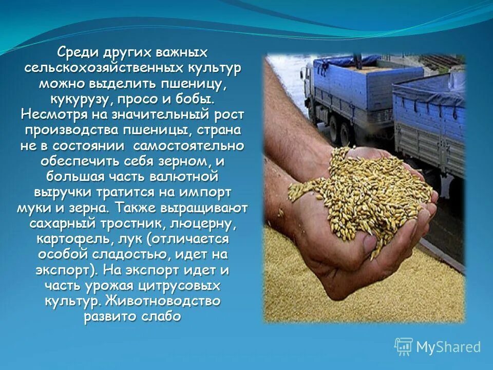 основные культуры сельского хозяйства. важнейшие сельскохозяйственные культуры. структура растениеводства. основные отрасли растениеводства. важнейшие сельскохозяйственные растения.