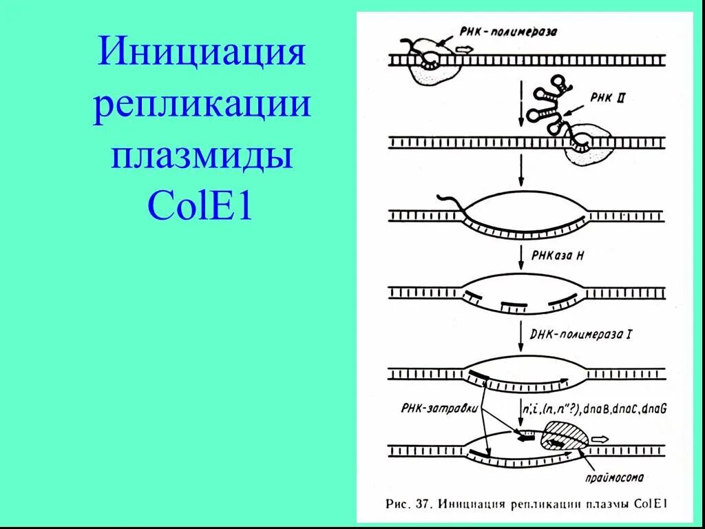Репликация плазмид. Репликация плазмид. Репликация плазмидной днк. Репликация плазмид. Репликация плазмид бактерий.