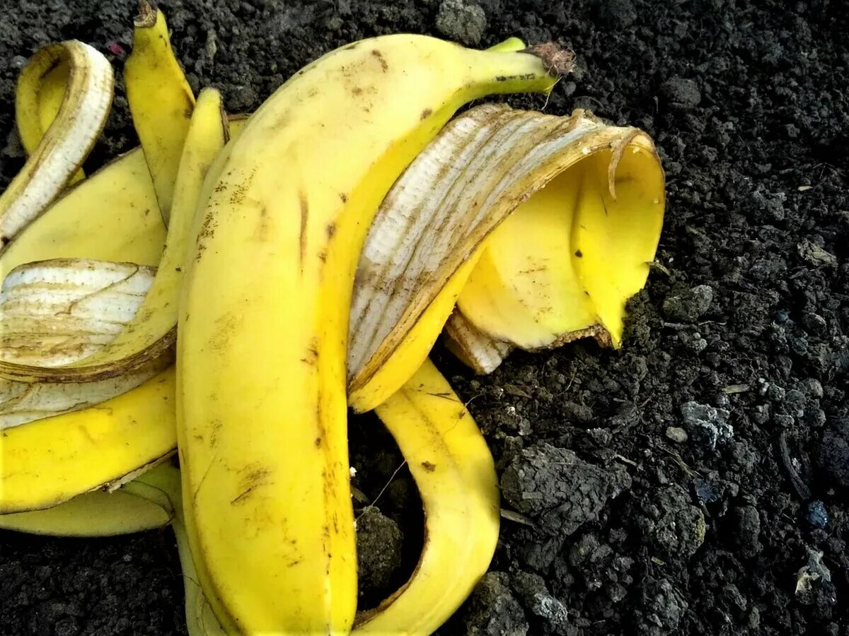 Кожура банана. Цветок банана. Цветок большой похожий на банан. Шкурка от банана.