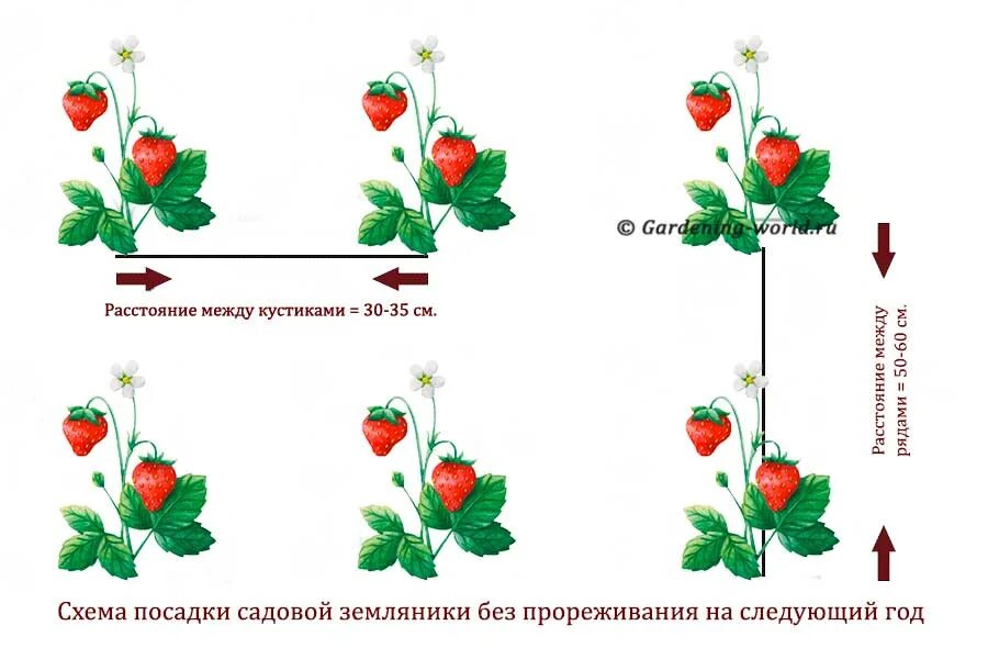 Клубника рядами какое расстояние. Клубника схема посадки двухстрочная. Схема посадки ремонтантной клубники. Схема посадки земляники мелкоплодной. Схема посадки клубники в открытом грунте.