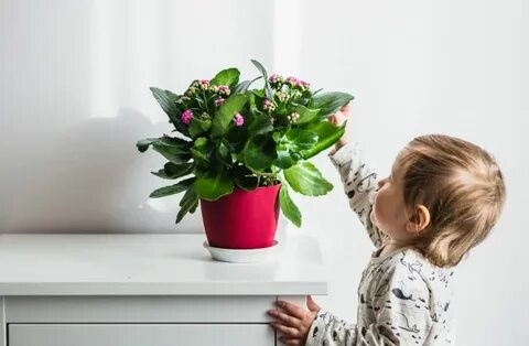 Baby plant