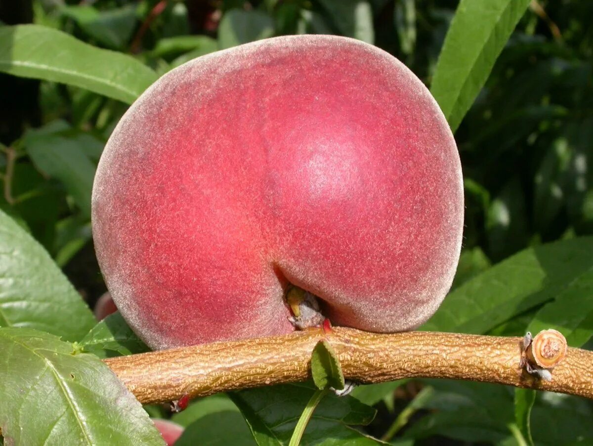 Сорта персика вайн голд. Нектарин" (Prunus persica Duplex). Нектарин турецкий. Персик Хоней ред. Покажи цветение персика ред Хевен.