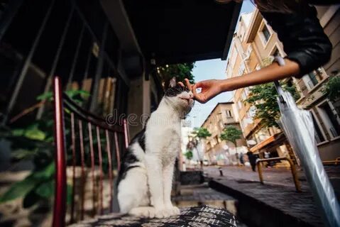 Глажу по крышам