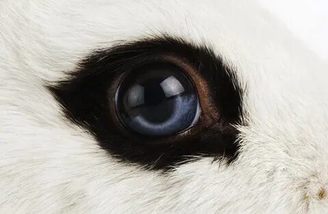 Wild eyes