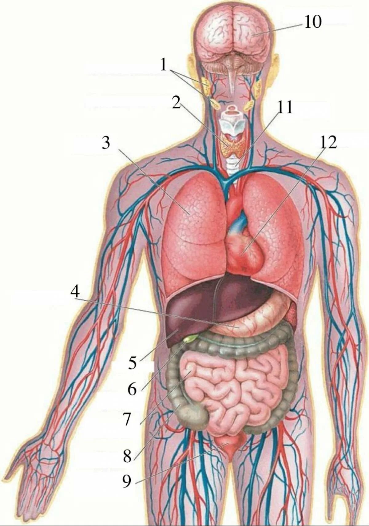 Внутренности человека анатомия расположение. Анатомия человека внутренние органы расположение у мужчин. Внутреннее строение организма человека схема. Строение человека внутренние органы фото с надписями спереди. Анатомия человека 1