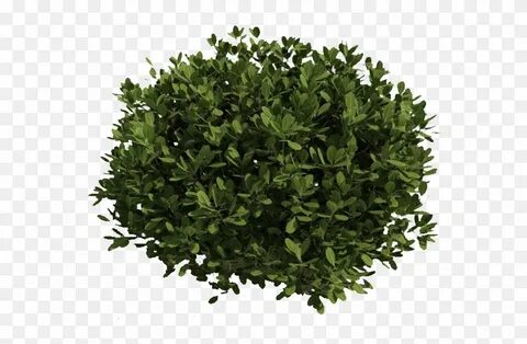 Pdf plant