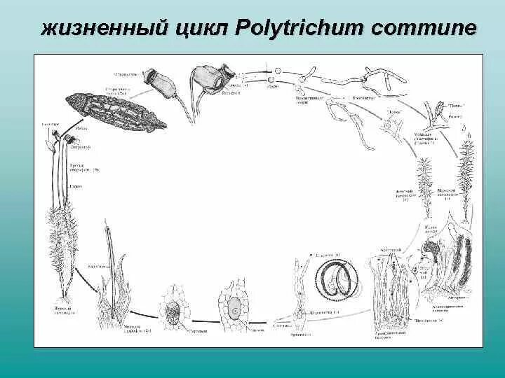 Последовательность этапов жизненного цикла мха. Схемы жизненного цикла политриха обыкновенного. цикл воспроизведения политрихума обыкновенного. жизненный цикл политриха обыкновенного. rhynia жизненный цикл.