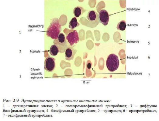 Особенности клеток эритроцитов