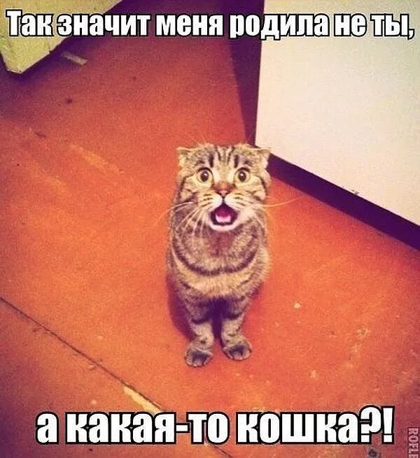 Поздравление с ожиданием малыша. Шутки про малышей до года. Я родился картинки. Ну ты меня родила. Когда родишь картинки.