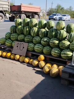 Большие дыни 5