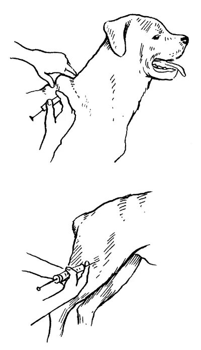 Укол в холку собаке схема. Укол собаке внутримышечно в холку. Внутримышечный укол собаке схема. Укол собаке подкожно в холку.