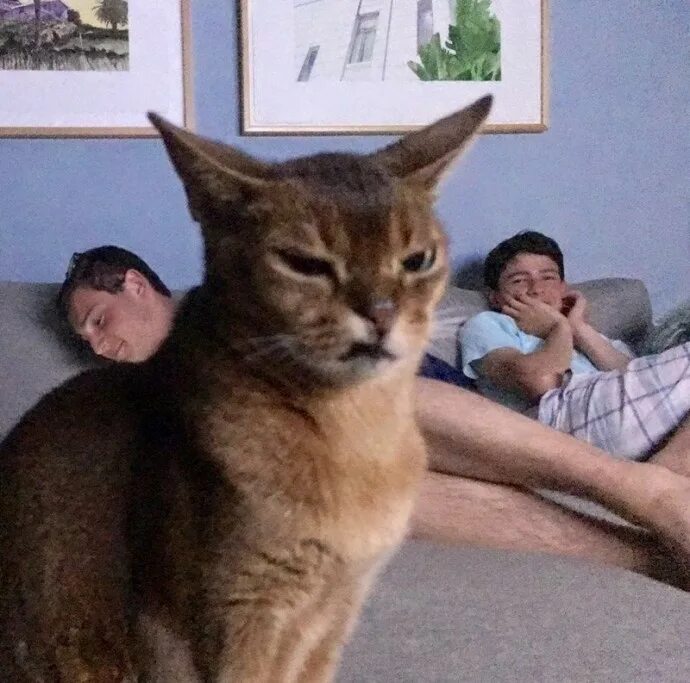 Кот смотрит осуждающе. Кот осуждает. осуждающий котик. осуждающий взгляд кота. кот смотрит с презрением.