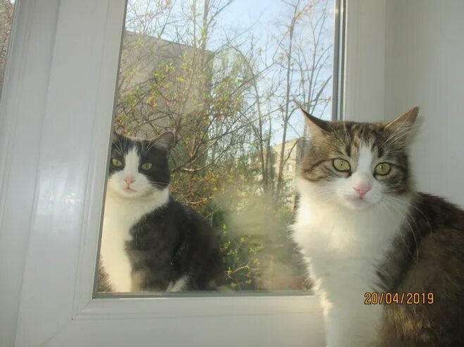 кот скребется в окно. Danger cat. кот путается под ногами. почему кошка просится на улицу. животные.