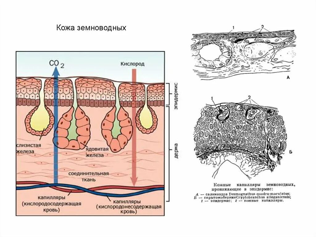 Кожное дыхание у человека. Земноводные строение кожи. Схема строения кожи земноводных. Кожный Покров у земноводных амфибий. Строение кожных покровов амфибий.