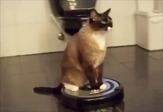 Коты катаются на пылесосе. Коты катаются на пылесосе
