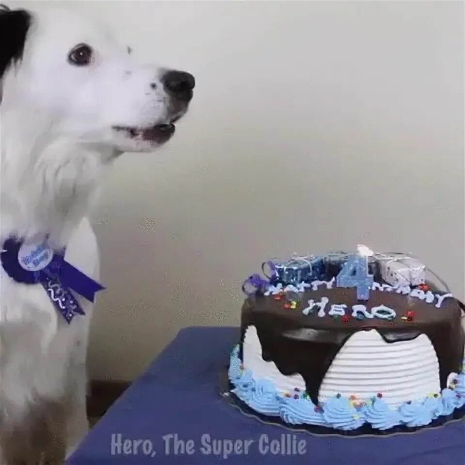 Pin by Gosia Spiekmans-Zagorska on Urodziny Happy birthday dog, Happy birthday c