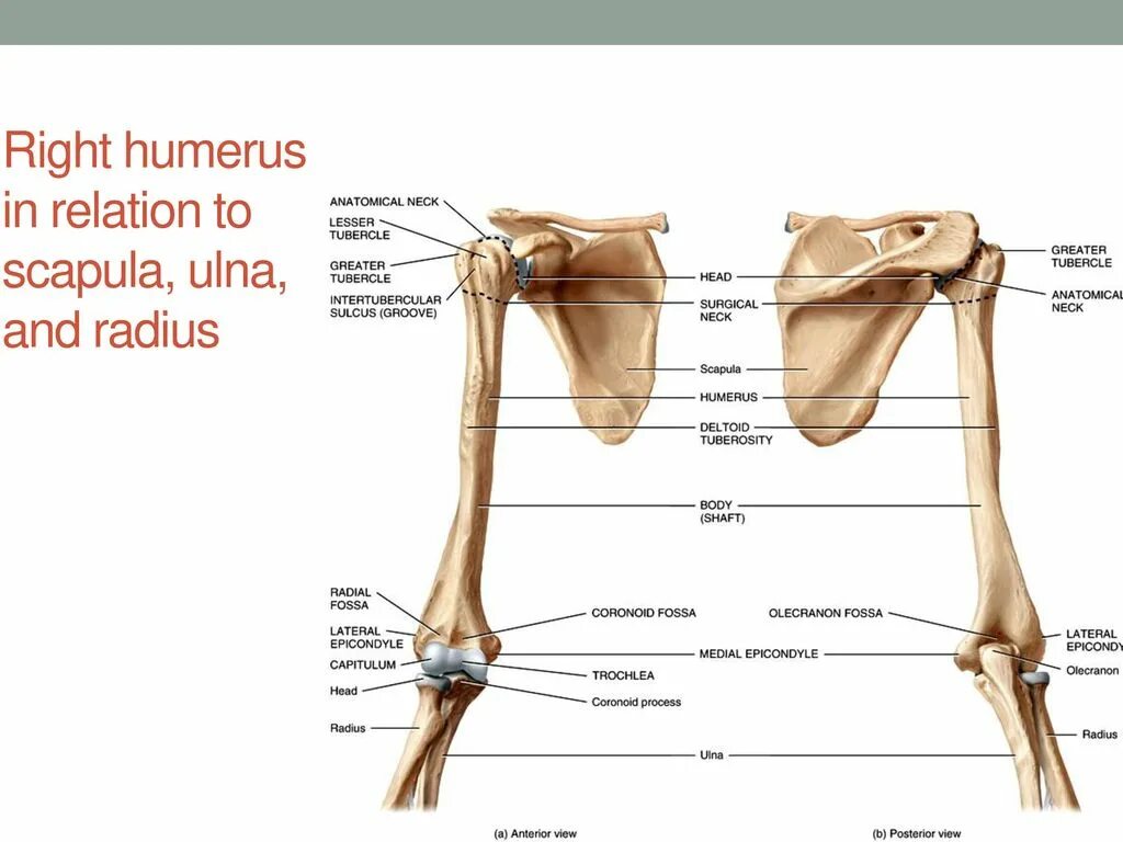 Плечевая кость латынь. Humerus. Плечевая кость. Os Humerus. Humerus Radius Ulna.