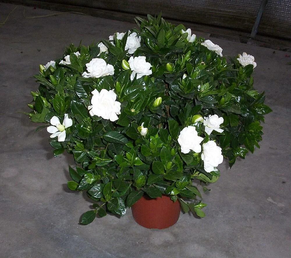 Цветок Гардения жасминовидная. Гардения Жасминовая gardenia jasminoides.