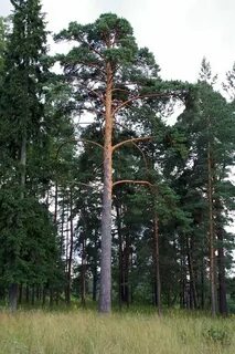 Ломоносов сосновая